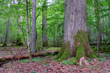 Late summer rich deciduous stand with old trees and lush foliage