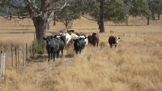 livestock in a meadow, sustainable carbon neutral farming being practiced. regenerative raised cows in a field. agricultural technology innovation.	
