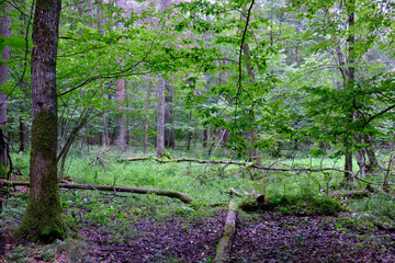 Late summer rich deciduous stand with old trees and lush foliage
