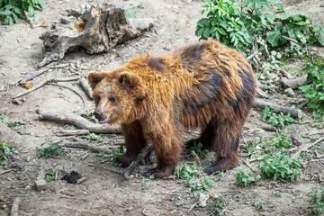Majestic brown bear leisurely strolling through a forest clearing, its thick fur glistening in the sunlight, tranquility and power of wildlife