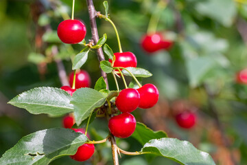Juicy red cherries brightly hanging on branches among green leaves in a sunny garden, promising the sweet and refreshing taste of summer