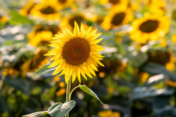 Naklejka premium Bright sunflower in focus against a blurred field of blooming sunflowers under warm sunlight, a symbol of summer, joy, and agriculture