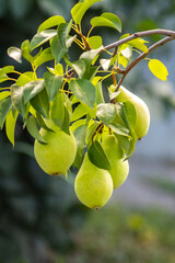 Ripe yellow-green 'Golden Spice' pears elegantly hanging from a branch among bright green leaves in a sunny garden, promising a sweet and aromatic taste of autumn