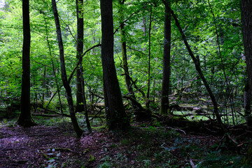 Late summer rich deciduous stand with old trees and lush foliage