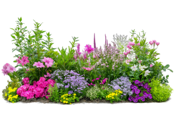 A May garden with blooming flowers and fresh greenery isolated on a white background