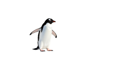 Single penguin black background