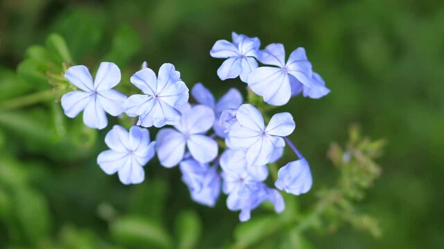 Plumbago auriculata or Cape leadwort light blue flowers blooming on green grass in bright daylight