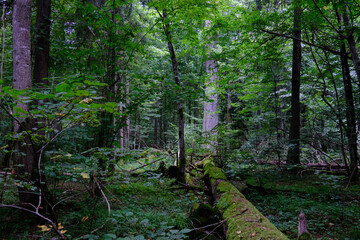 Late summer rich deciduous stand with old trees and lush foliage