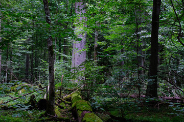 Late summer rich deciduous stand with old trees and lush foliage