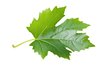 Fototapeta premium A single green leaf fresh isolated on white background