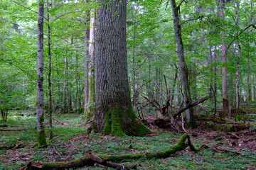 Late summer rich deciduous stand with old trees and lush foliage