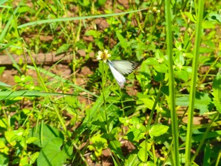 beautifull white butterfly on a grass