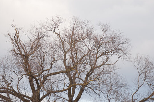 a large tree without leaves against a gray sky