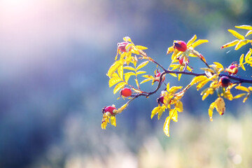 Rose hip branch with red fruits and yellowing leaves on blurred light background