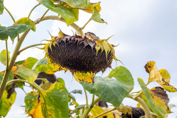 Withered sunflower head (Helianthus annuus) with seeds on stem with yellowing leaves against light...