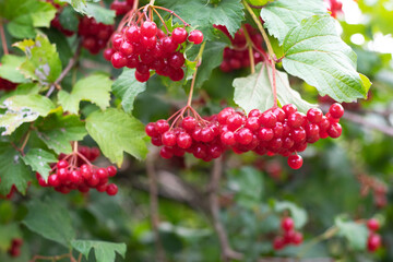 Bright red berries of Guelder Rose (Viburnum opulus) among green leaves
