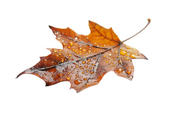 Fototapeta premium A wet leaf isolated on a white background