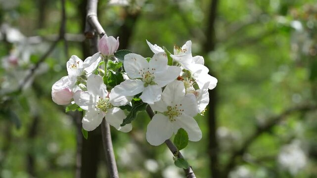 apple tree flowers