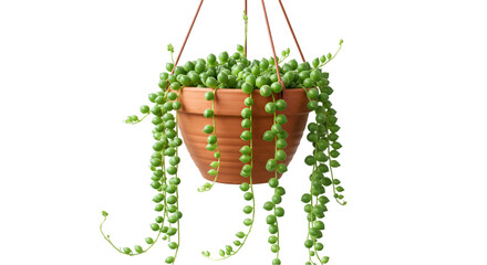 String of pearls succulent hanging pot