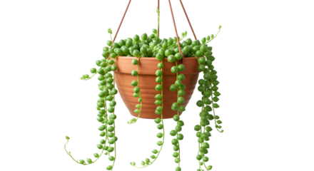 String of pearls succulent hanging pot