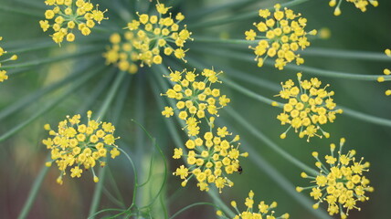 yellow flowers in spring
