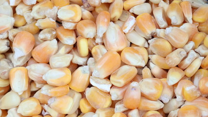 close up of corn seeds