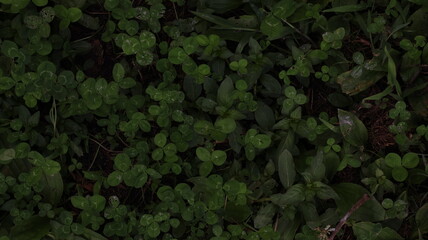Dense Green Ground Cover with Small Leaves