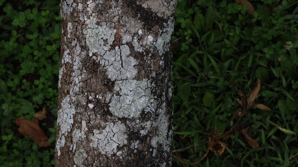 Close-up of Tree Bark with Moss and Lichen