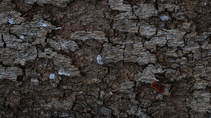 Rough Brown Tree Bark Texture