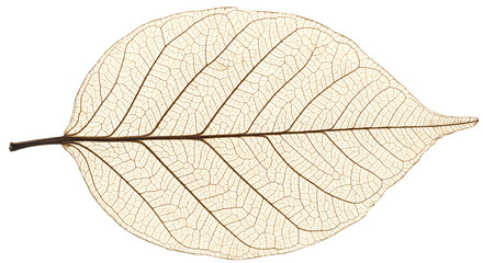 Obraz premium Translucent leaf vein detail