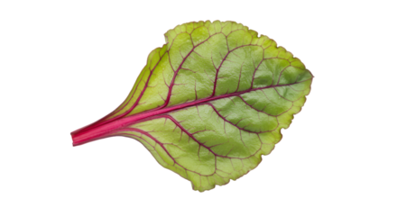 Vibrant beet leaf macro photography