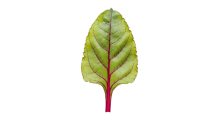 Vibrant beet leaf macro