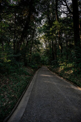 明治神宮の静かな森を歩く、心癒される参道の風景
