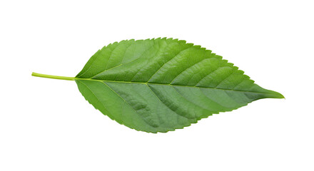 Fototapeta premium Vibrant green leaf isolated black background