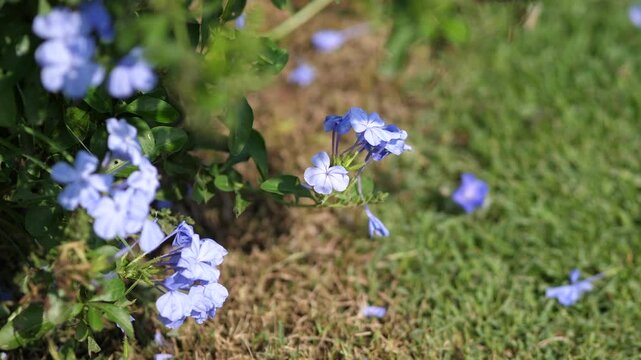 Plumbago auriculata or Cape leadwort light blue flowers blooming on green grass in bright daylight