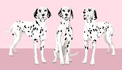 Dalmatian dogs vector illustration