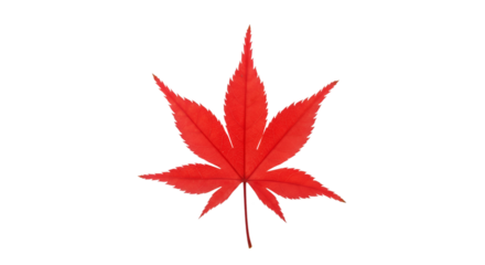 Vibrant red maple leaf black background