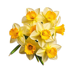 Cluster of Vibrant Yellow Daffodils with Natural Curves on transparent background