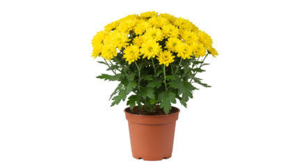 Yellow chrysanthemum potted plant