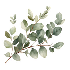 Obraz premium Watercolor Eucalyptus Branch Transparent PNG