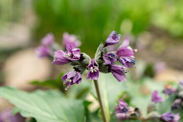 Physochlaina Macrophylla plant in Saint Gallen in Switzerland 21.3.2025