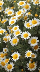 Daisy Field Flowers with Yellow Centers and White Petals in Floral Background