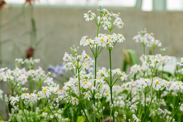 Primula Nutaniflora plant in Saint Gallen in Switzerland 21.3.2025