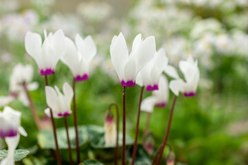 Obraz premium Cyclamen Persicum plant in Saint Gallen in Switzerland 21.3.2025