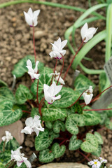 Obraz premium Cyclamen Persicum plant in Saint Gallen in Switzerland 21.3.2025