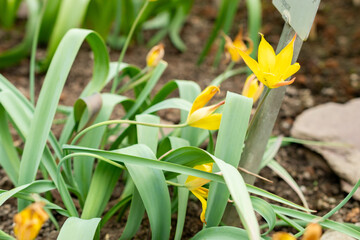 Tulipa Kolpakowskiana plant in Saint Gallen in Switzerland 21.3.2025