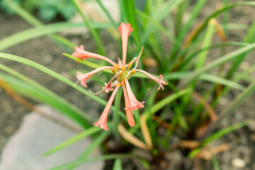 Cyrtanthus Angustifolius plant in Saint Gallen in Switzerland 21.3.2025