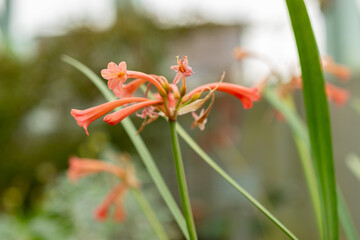 Obraz premium Cyrtanthus Angustifolius plant in Saint Gallen in Switzerland 21.3.2025