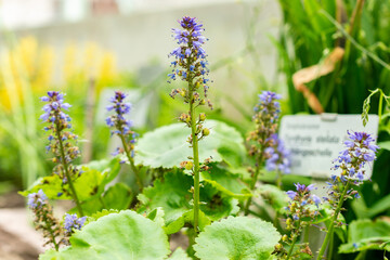 Synthyris Stellata plant in Saint Gallen in Switzerland 21.3.2025