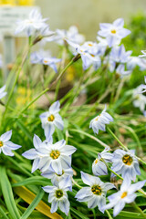 Obraz premium Springstar or Ipheion Uniflorum plant in Saint Gallen in Switzerland 21.3.2025